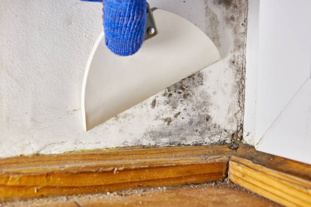 Best Water Damage & Mold Remediation  in Burlingame, CA